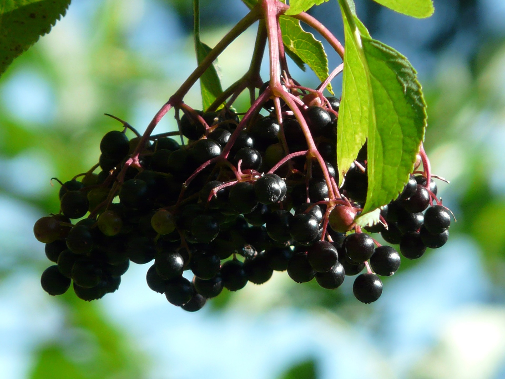 Holunderbeeren